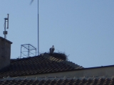 Nature Gallery / Title: Nesting Stork / Picture 3