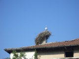 Nature Gallery / Title: Nesting Stork / Picture 2