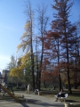 Nature Gallery / Title: autumn in Sofia / Picture 1