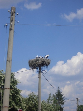Nesting Stork with new born storks